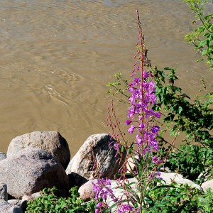 Wild Flower and Muddy Water